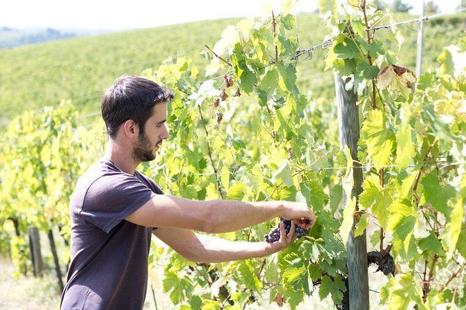 4 Wines Tasting with 2 Tuscan Cheeses & Tour at the winery - Sheep-milk Pecorino with 4 wines: the pairing that makes the lesson stick