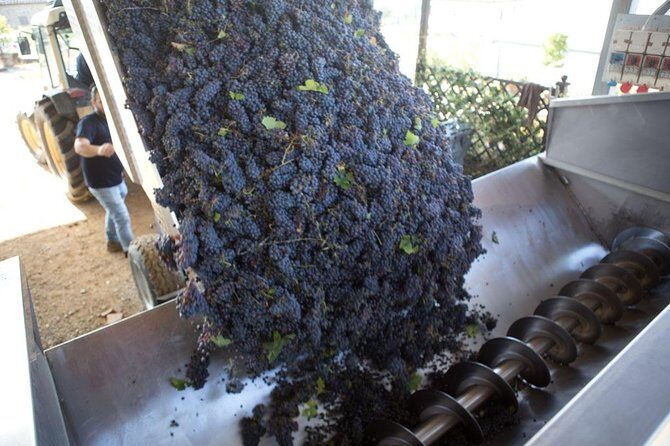 4 Wines Tasting with 2 Tuscan Cheeses & Tour at the winery - Buying wine on site: why this tour can turn into shipments home