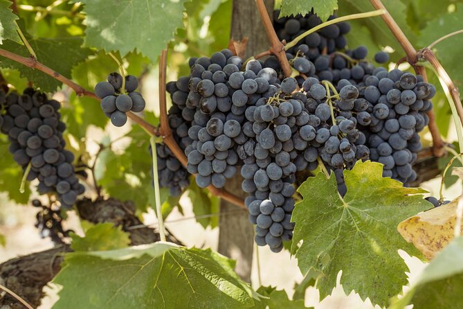 5 Wine Tastings in San Gimignano - Vineyards and cellars: what you’re actually learning