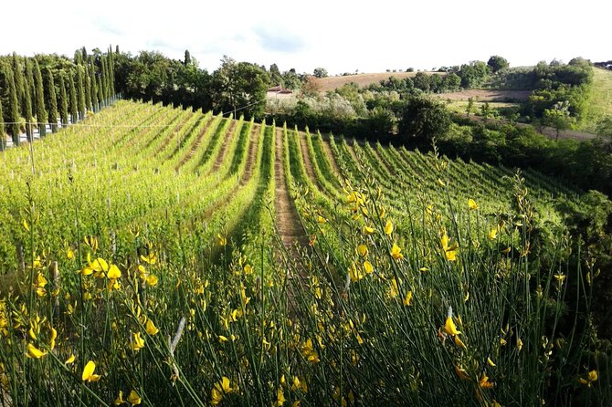 Authentic Tuscan Cooking Class & Winery Tour in San Gimignano - Ricotta Dessert: A Sweet Finish That Feels Truly Tuscan