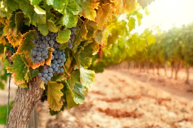 Bella Toscana Private Tour: 2 Chianti Wineries and San Gimignano From Livorno - From Livorno: Why this private Chianti day feels different