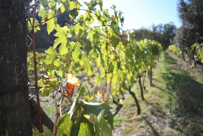 Brunello Vineyards Bus Tour - What you’ll learn about Brunello and Rosso (and how to use it)