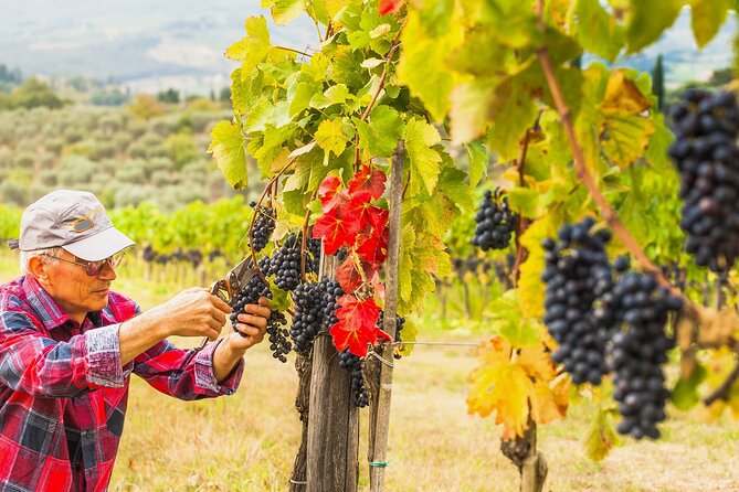 Brunello Wine Tasting from San Gimignano - Price and Logistics: What $142.99 Really Buys