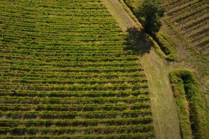 Brunello Wine Tasting from San Gimignano - The Wine Tastings: Two Stops, 7 Wines, and the Brunello Moment