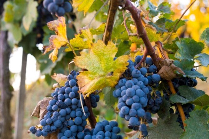 Brunello Wine Tasting from San Gimignano - Getting the Most Out of It (Without Overthinking Wine)