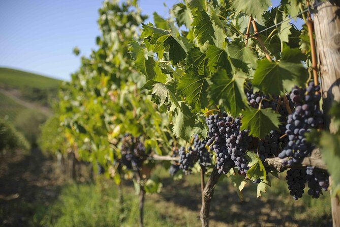 Chianti Classico wine Tour and Tasting - Castellina In Chianti: The Spot That Makes This Tour Work