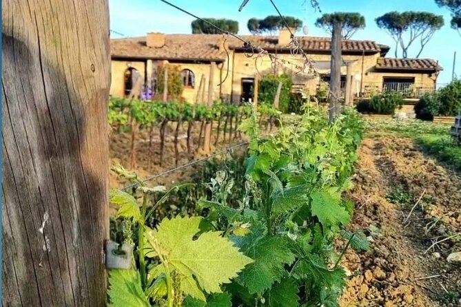 Chianti Classico wine Tour and Tasting - English Tour, Set Start Times, and the One Timing Reality Check