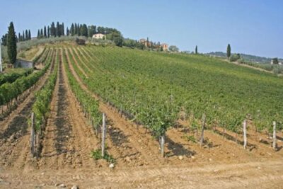 Chianti Experience Shore Excursion from Livorno Port - Your day plan: wineries, Greve’s Piazza, and Badia a Passignano