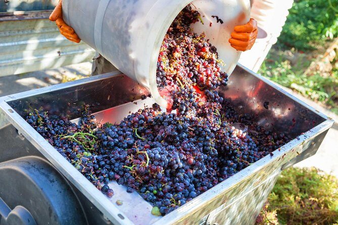 Chianti Half-day Wine Tour in the Tuscan's Hills from Pisa - Key Points to Know Before You Go