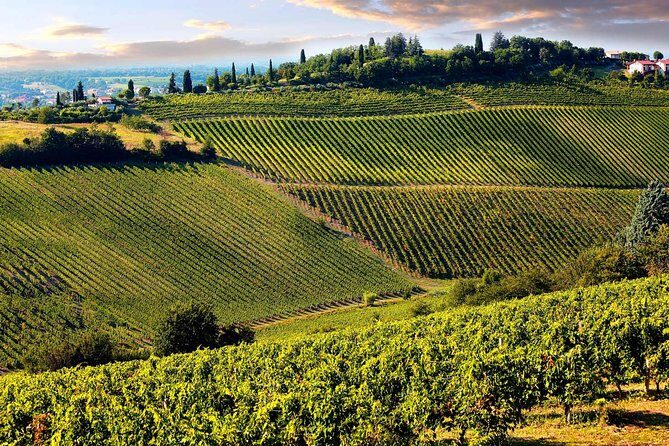 Chianti Half-day Wine Tour in the Tuscan's Hills from Pisa - The Drive into the Tuscan Hills: Where the Guide Sets the Mood