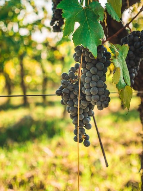 Chianti Organic wine tasting - Extra virgin olive oil plus Tuscan bites: where the flavors lock together