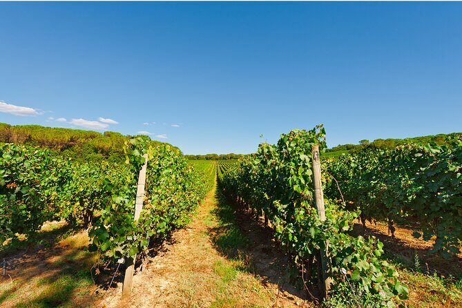 Chianti Region and San Gimignano including wine tasting and light lunch - Private Transportation From Florence: Why the Logistics Matter
