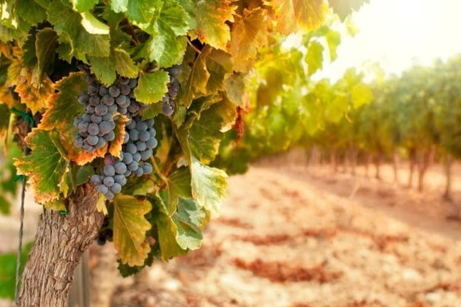 Chianti & Supertuscan Private Tour 2 Wineries with light lunch - The Winery Visits Themselves: Beautiful Places and Working Atmosphere