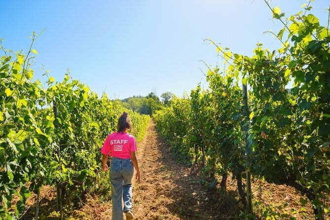 Chianti Vineyards Escape from Florence with Two Wine Tastings - What You’ll Taste: Chianti Wines Plus Olive Oil, Cheese, Salami, Balsamic