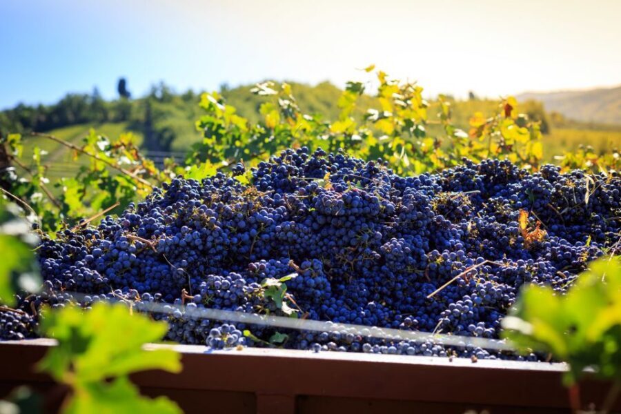 Chianti: Wine and Olive Oil Tasting with Cellar Tour - A Farmhouse Setting You Can Actually Taste