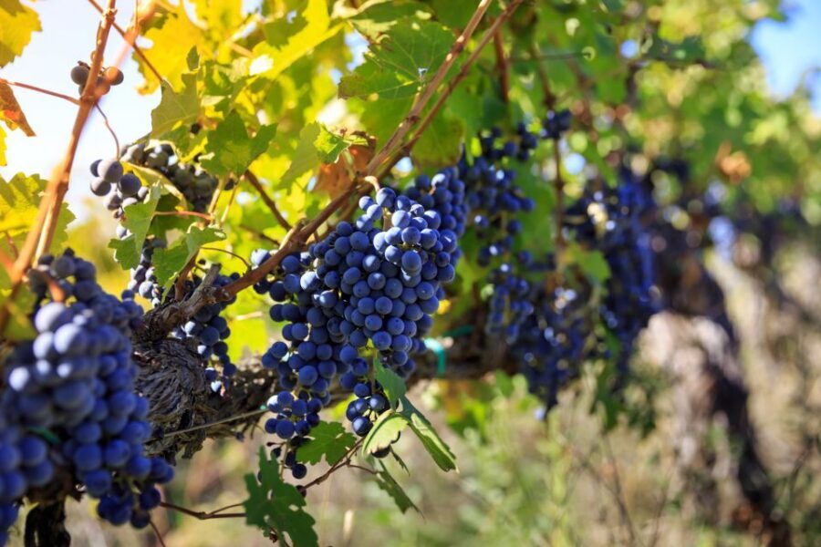 Chianti: Wine and Olive Oil Tasting with Cellar Tour - Orciaia Time: Where Olive Oil Gets Stored Right After Pressing