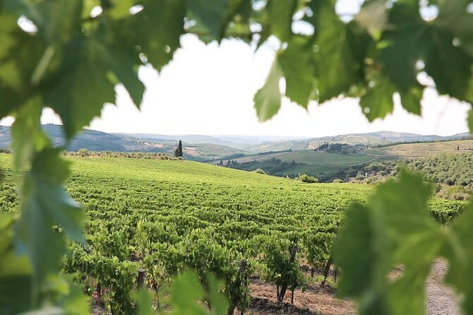Chianti Wine Tour from Florence - Value for Money: Why About $59 for 5 Hours Can Work