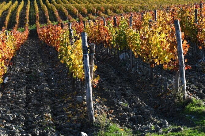 Chianti Wine Tour from Florence to San Gimignano with 2 Wineries - 9:00 Pickup in Florence, Plus the Comfort Details