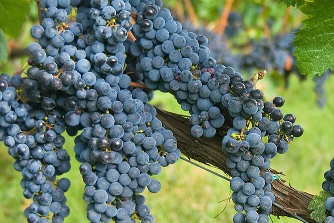 Discover Chianti Classico Wines DiWine Experience - Lunch with typical Tuscan food: the pairing part most people skip