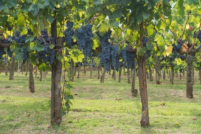 Discover Chianti: Half-Day Tour - Price and Value: Why $391.81 Can Make Sense Here