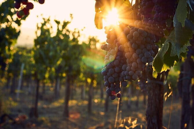 Discover Chianti: Half-Day Tour - Two Wine Tastings: What You Actually Get Out of the Winery Stop