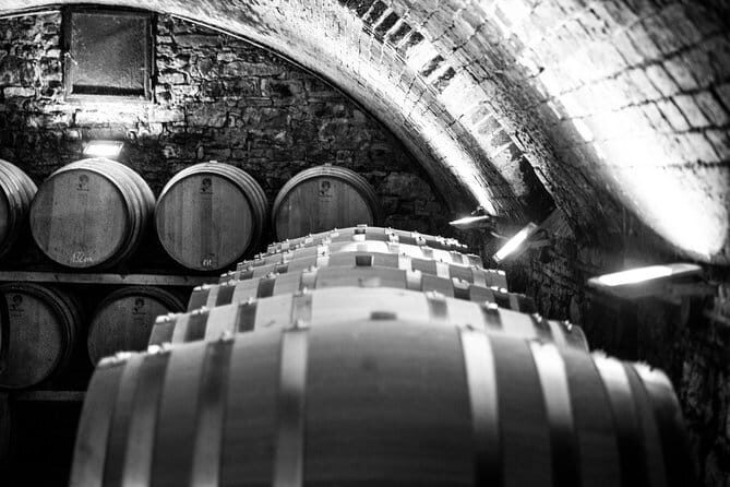 Discover Chianti Through its Wines - Vineyard And Olive Fields Walk: What You Learn Before You Sip