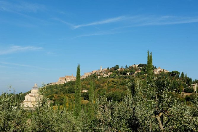 Discover Montepulciano: Cinta Senese Pigs, Lunch & wine in a Farm - Cinta Senese pigs at Roberto’s working farmhouse