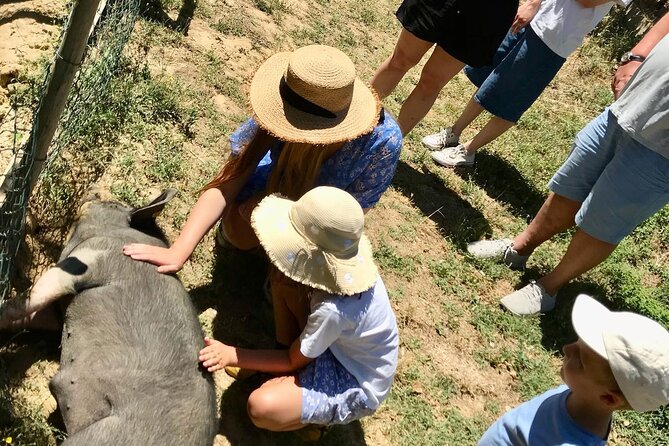 Discover Montepulciano: Cinta Senese Pigs, Lunch & wine in a Farm - Wine in Montepulciano country: DOCG with lunch