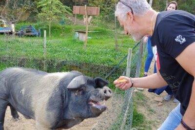 Discover Montepulciano: Cinta Senese Pigs, Lunch & wine in a Farm - Lunch value: not just local food, but farm-centered portions