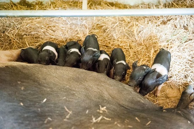 Discover Montepulciano: Cinta Senese Pigs, Lunch & wine in a Farm - Finding the farm: the one practical problem to solve early
