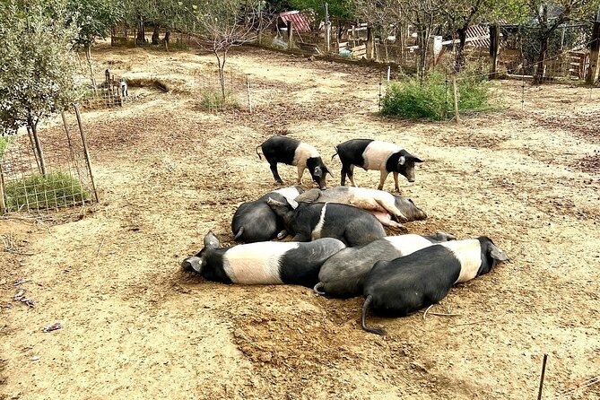 Discover Montepulciano: Cinta Senese Pigs, Lunch & wine in a Farm - Should you book this Montepulciano Cinta Senese pigs lunch tour?