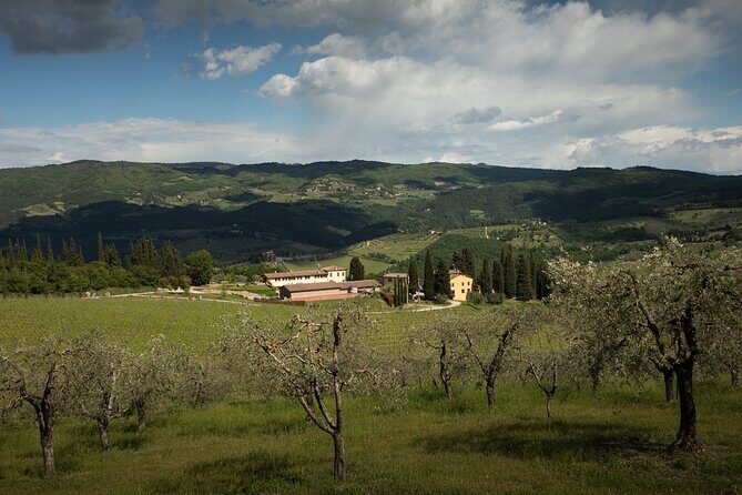 Exclusive lunch, Winery tour, Organic wines in Chianti Classico - Lunch included: four courses, Tuscan specialties, and tiramisu