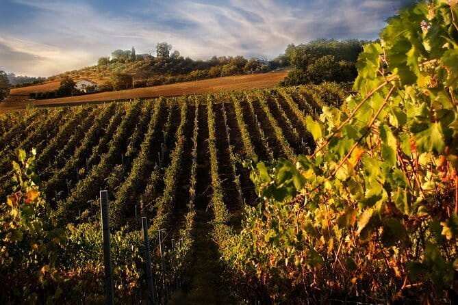 Exclusive Private Tuscany Wine Tour & Food Pairing Session - Why the lunch pairing is such good value (and not just included)