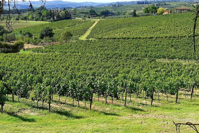 EXCLUSIVE Wine Tour in Chianti & San Gimignano (Lunch & Wine Tasting included) - Timing tips for a smooth, low-stress day