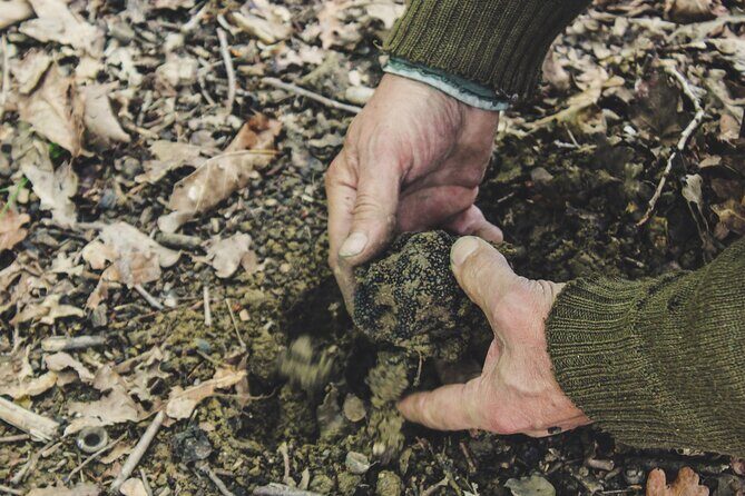 Experience Tuscan Truffle Hunting with Wine and Lunch - Price and Logistics: Does $380.47 Per Person Make Sense?