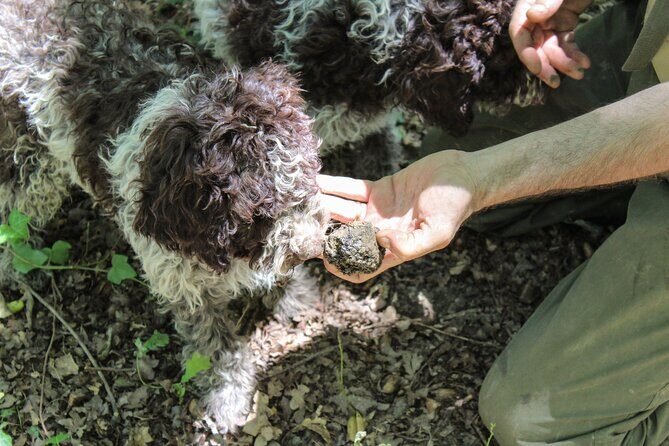 Experience Tuscan Truffle Hunting with Wine and Lunch - Practical Tips That Actually Help on the Day