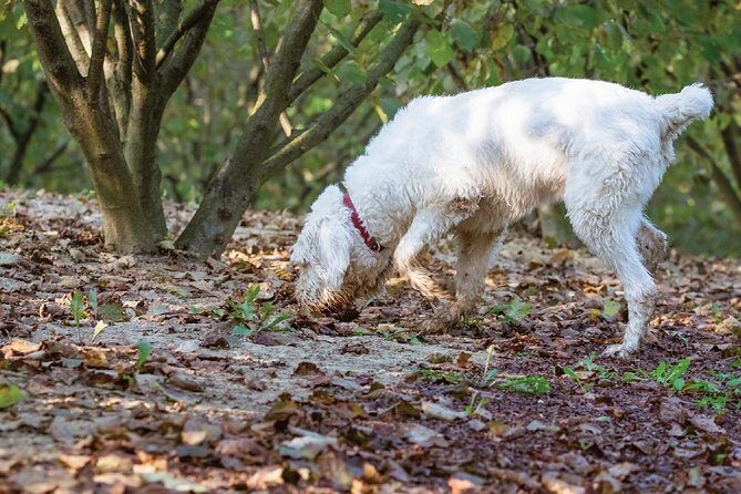 Experience Tuscan Truffle Hunting with Wine and Lunch - Should You Book This Tuscan Truffle Hunting With Wine and Lunch?