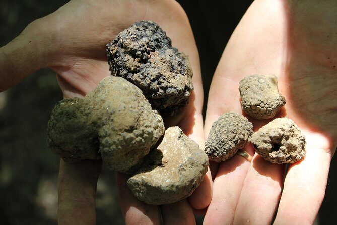 Experience Tuscan Truffle Hunting with Wine and Lunch - White vs. Black Truffles: What the Hunt Teaches You