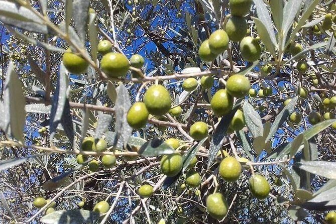Extra Virgin Olive Oil Experience - Key things to know before you go