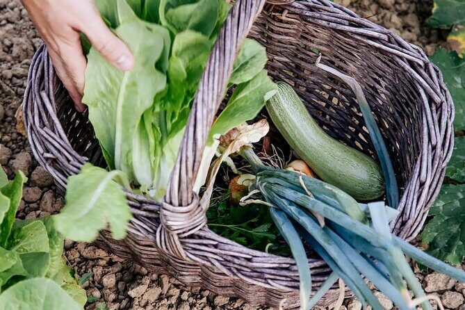 Farm To table Experience on an organic hilltop estate in Tuscany - Lunch on the property: three courses plus olive oil tastings