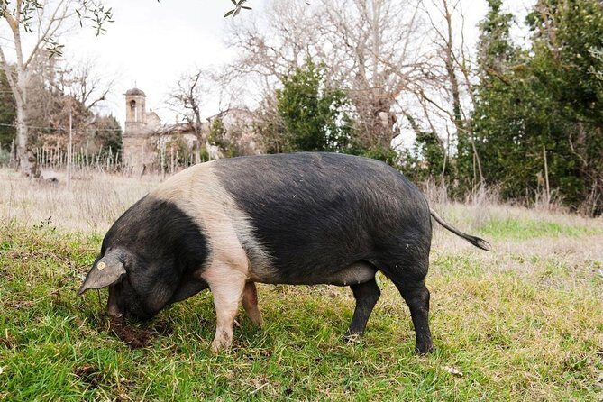 Farm Tour: the Cinta Senese Tuscan pig - Key points to know before you go