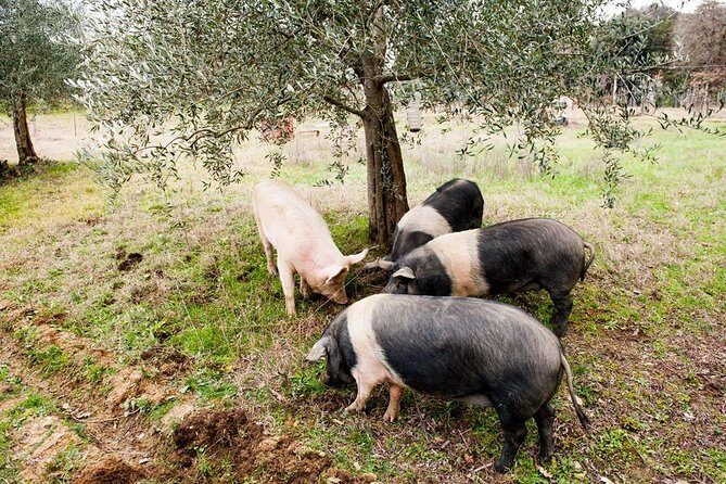 Farm Tour: the Cinta Senese Tuscan pig - Why the Cinta Senese pig is such a big deal in Tuscany