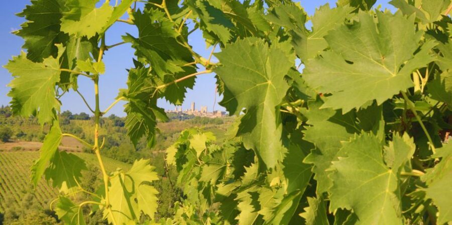 Florence: Chianti Villages, San Gimignano and Winery Tour - Light lunch in San Gimignano: what to expect from the farm-meal style