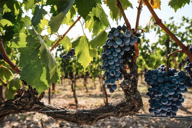 Florence: Chianti Vineyards Tour with Wine Tasting & Dinner - Food Menu Reality: What You’ll Likely Eat and How Much