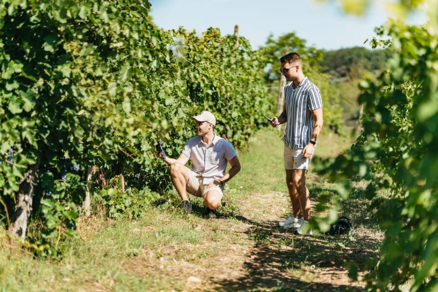 Florence: Chianti Wineries Tour with Wine Tasting - Bus Return to Florence: Still Scenic, But Keep Your Energy Up