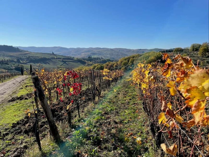 Florence: Hiking Tuscany & Chianti wine 3 wineries and lunch - The final winery tasting: modern technique with old know-how