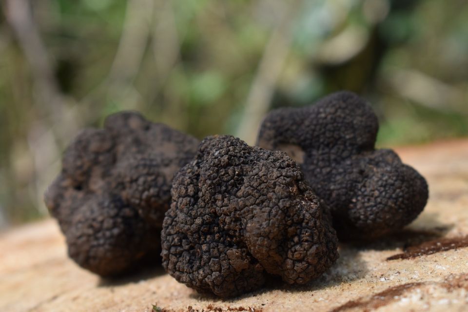 Florence: Tuscany Truffle Hunt Culinary Adventure Tour - Should You Book This Tuscany Truffle Hunt Culinary Adventure?
