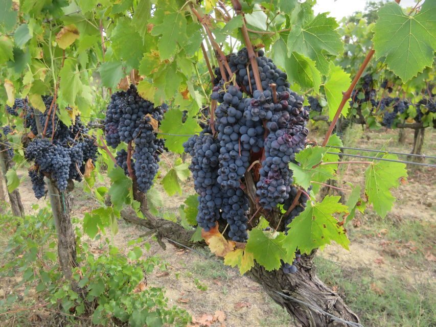 from Florence: All inclusive Tuscany Vespa Tour in Chianti - The guide makes the day: what to expect from Vincenzo, Dom, and Lorenzo