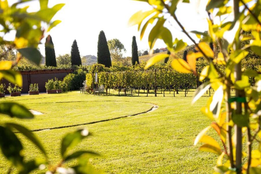From Florence: Chianti Half-Day Afternoon Tour - Key highlights worth knowing