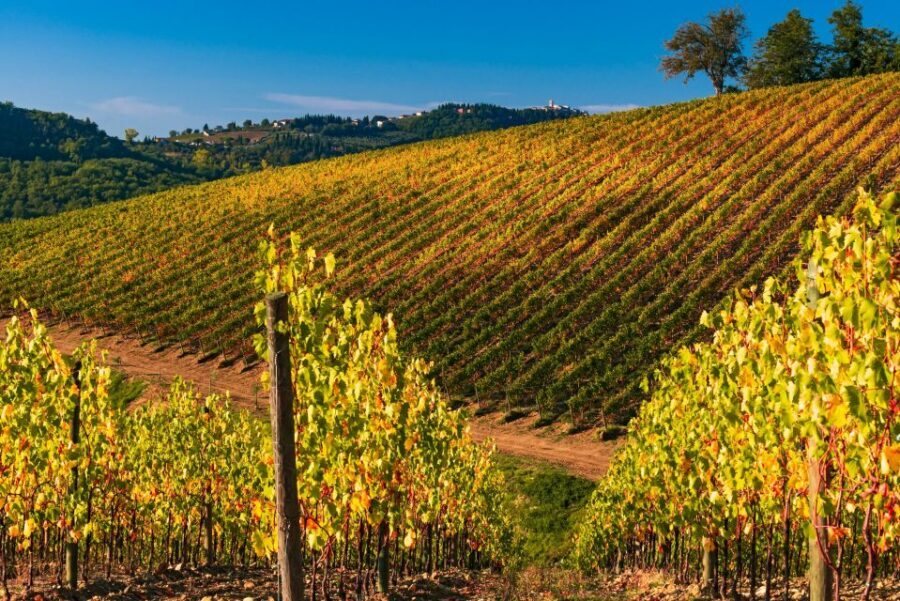 From Florence: Chianti Hills Half-Day Tour with Wine Tasting - The guided tasting of 7 wines: what you’ll actually drink